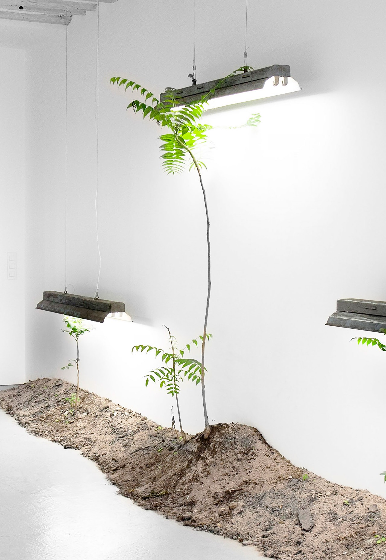 Nelson Pernisco - Le palmier des ghettos