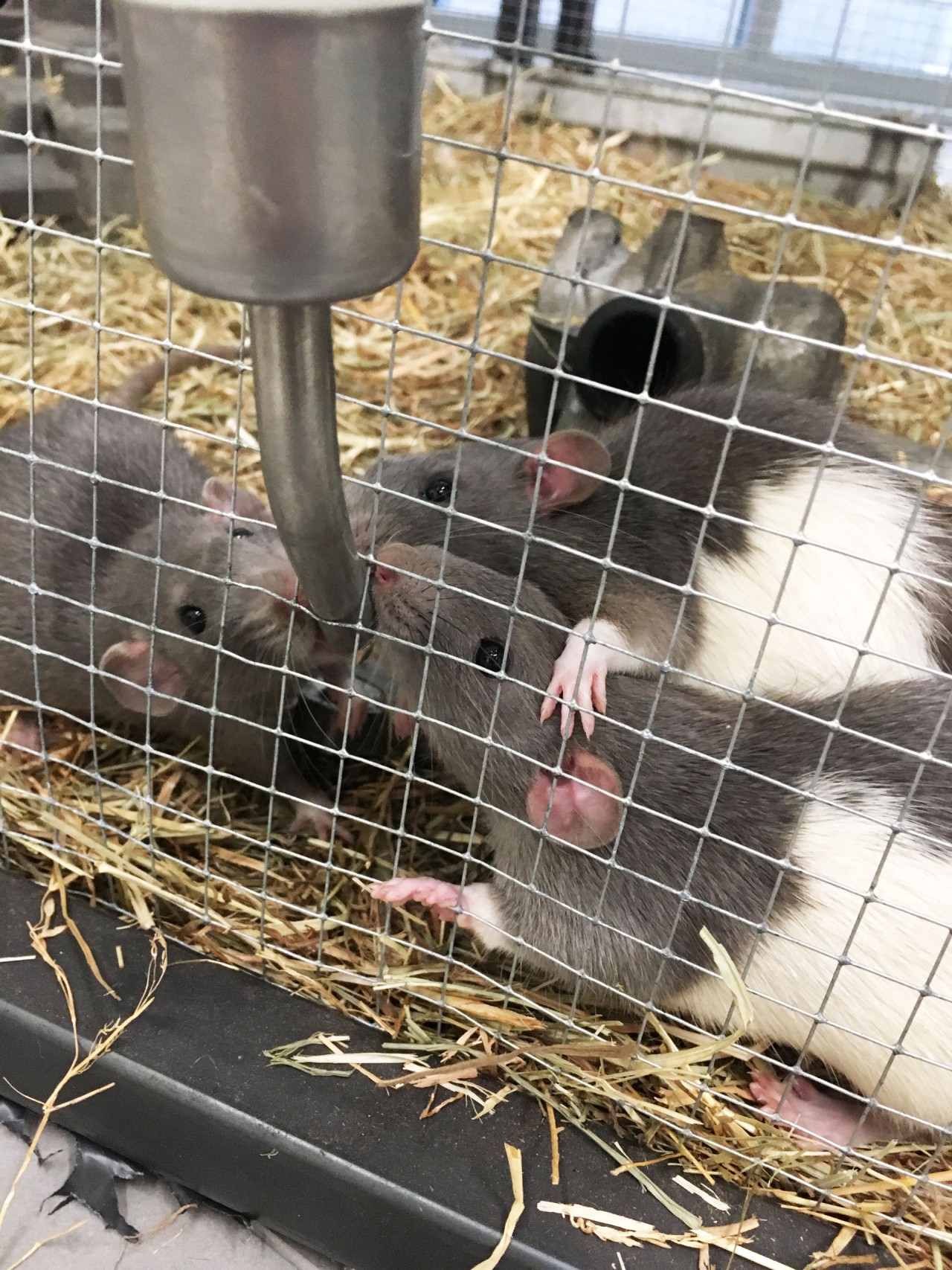 Nelson Pernisco - Pied sous feuille