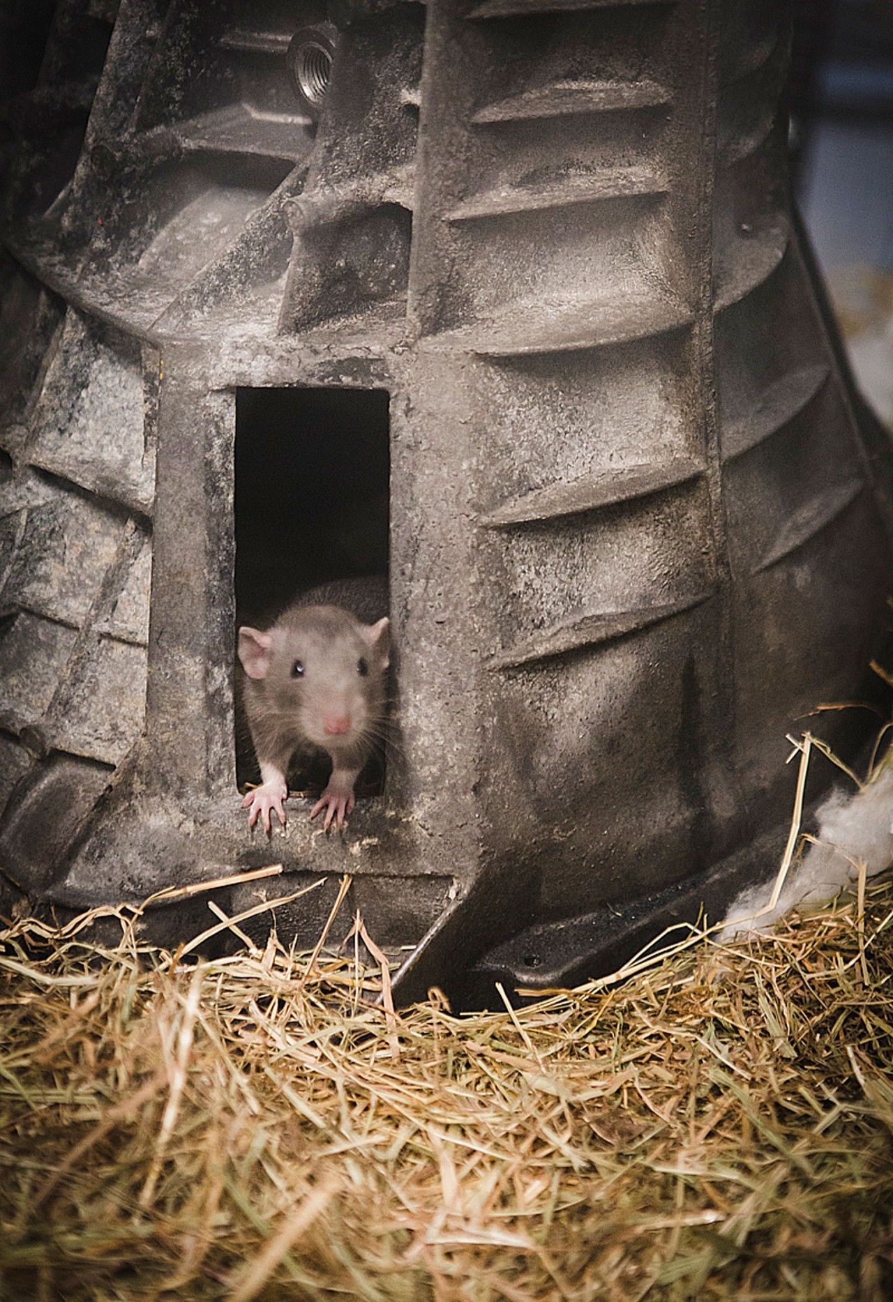 Nelson Pernisco - Pied sous feuille